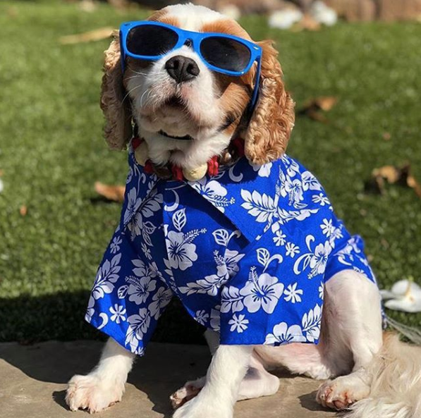 Image result for dogs wearing spring clothes