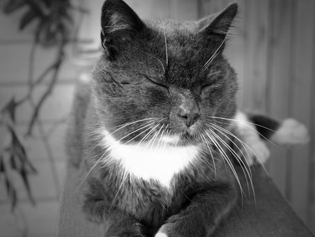 TIPS FOR KEEPING YOUR SENIOR PET HAPPY AND HEALTHY