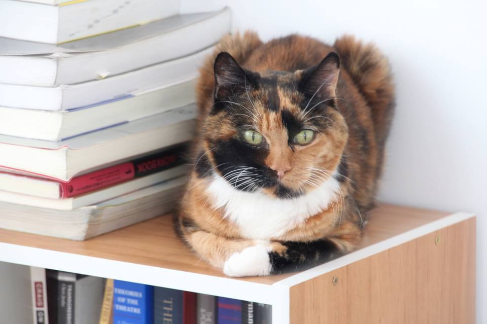 Life With A Cat Living With Kidney Disease