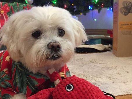 カルビン&スージー・Zen・まったりクリスマス