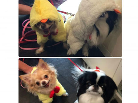 カルビン&スージー・Sachiちゃん&Kimiちゃん