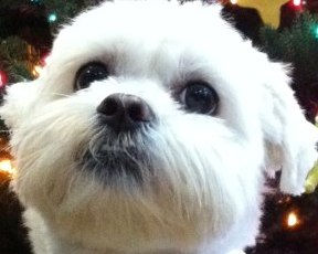 HIMALYAN DOG CHEWS: TASTY AND FUN!