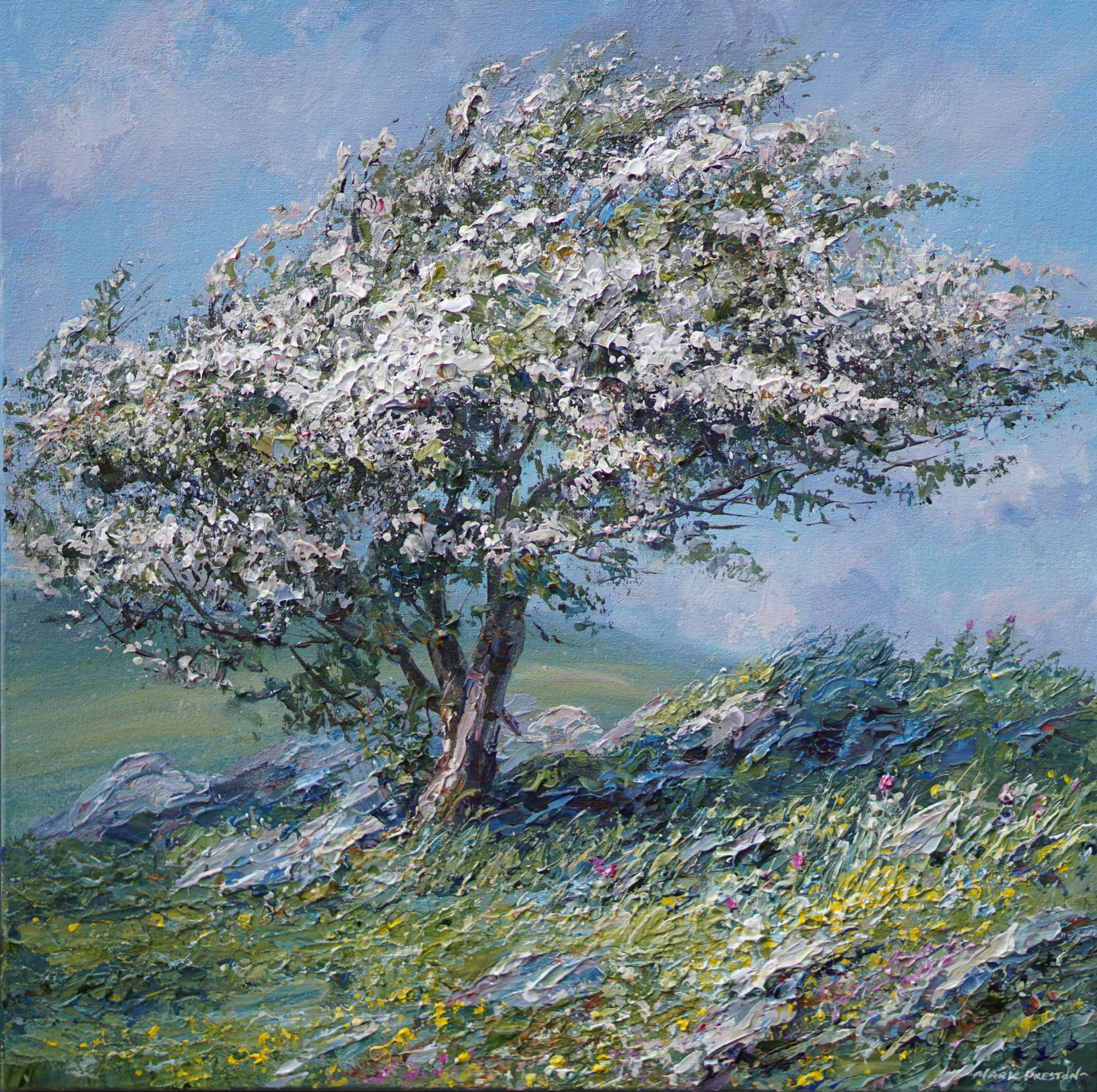 Mayblossom above Hollinsclough by Mark Preston