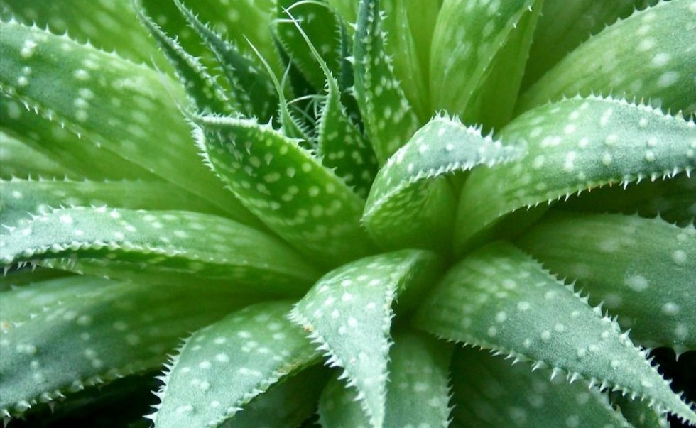 Die Vorteile von Aloe Vera