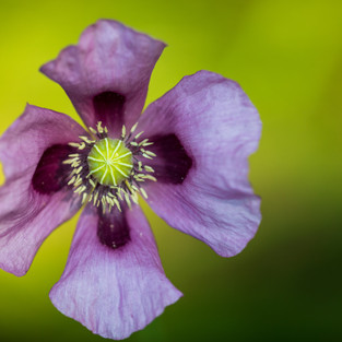 POPPY