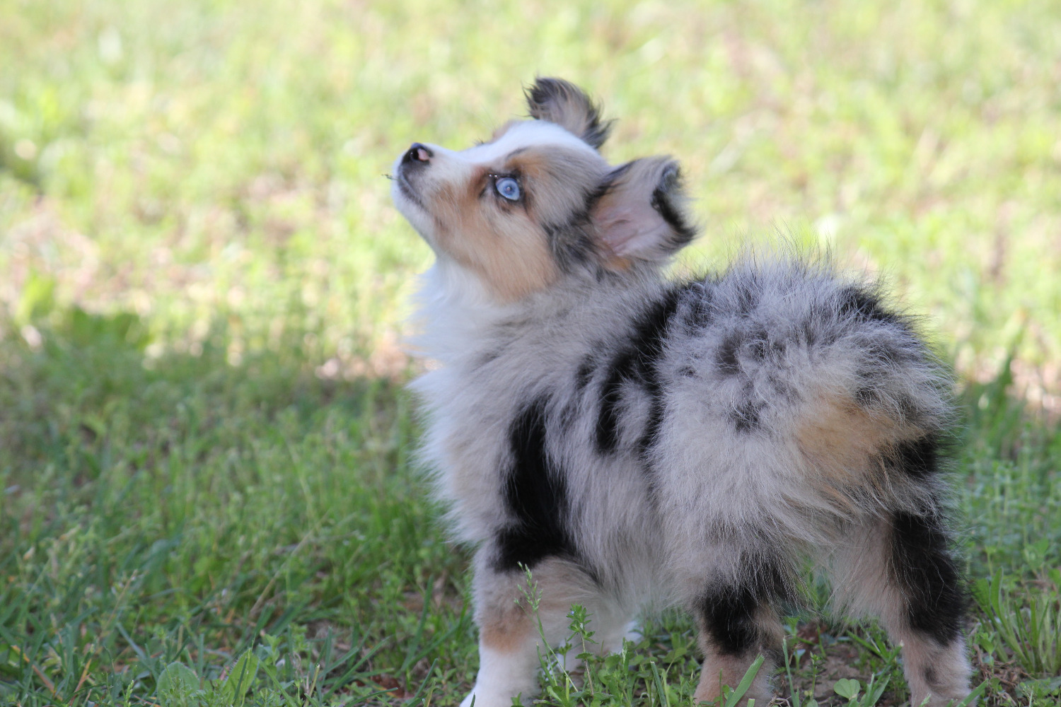 french bulldog mini aussie mix