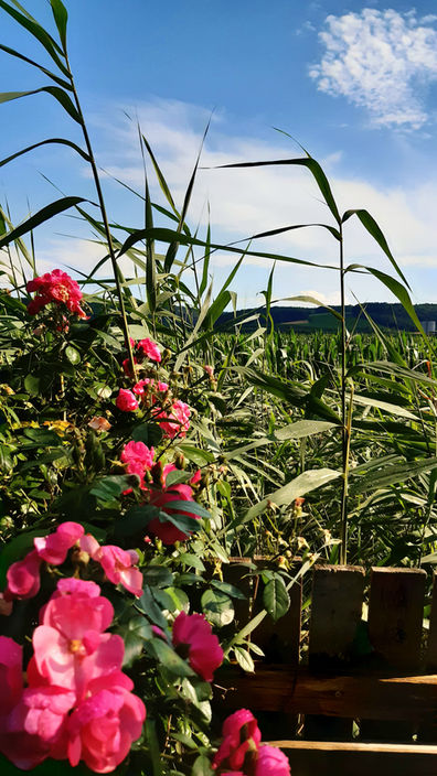 Zwischen Blumen und Maisfeldern.jpg