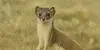 Hermine.webp