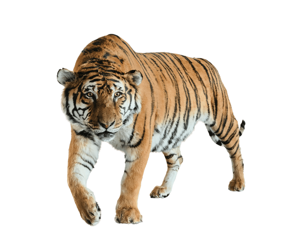 250606_TIGER23137 Kopie (1).png