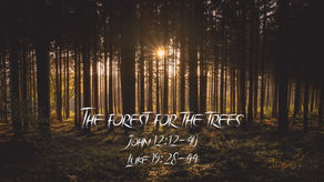 THE FOREST FOR THE TREES/4.2.2023