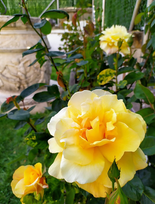 rosa amarilla y pozo.jpeg