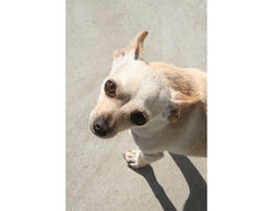 animalsImage800x450(02)