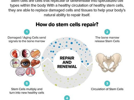Diagram of Repair and Renewal Stem Cells