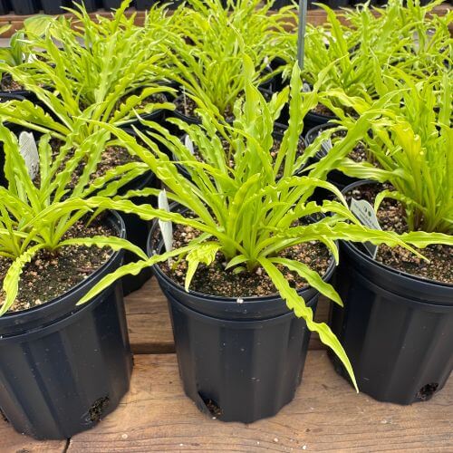 Seasons Harvest Perennial 5x5 (5) (1).jpg