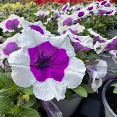 Seasons Harvest Annuals 5x5 (6) (1).jpg