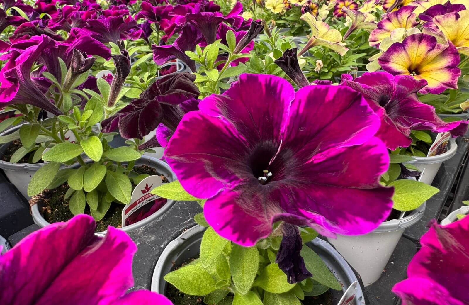 Seasons Harvest Annual (4) (1).jpg