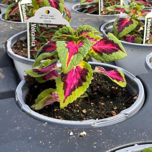 Seasons Harvest Annuals 5x5 (1) (1).jpg