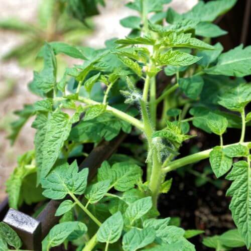 Vegetables 5x5 (1) (1).jpg