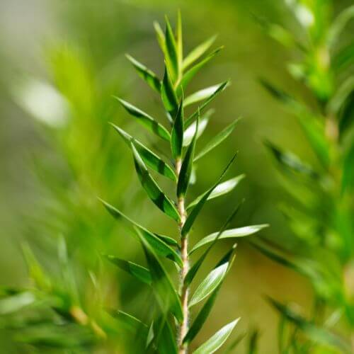 Seasons Harvest Herbs 5x5 (10) (1).jpg