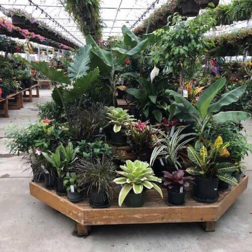 Seasons Harvest Tropicals 5x5 (10) (1).jpg