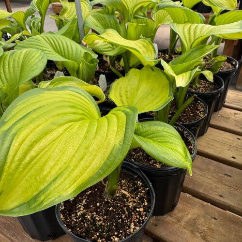 Perennial 5x5 (5) (1).jpg