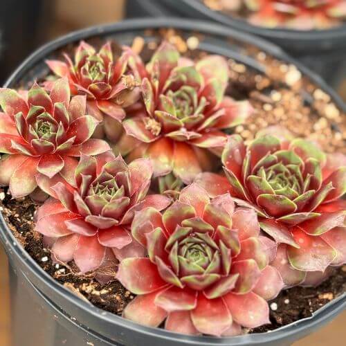 Seasons Harvest Perennial 5x5 (7) (1).jpg