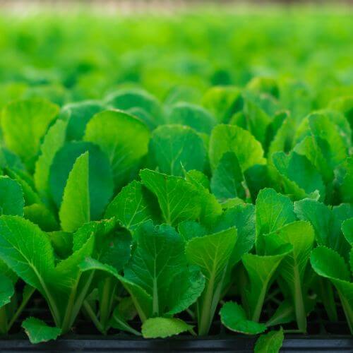 Vegetables 5x5 (2) (1).jpg