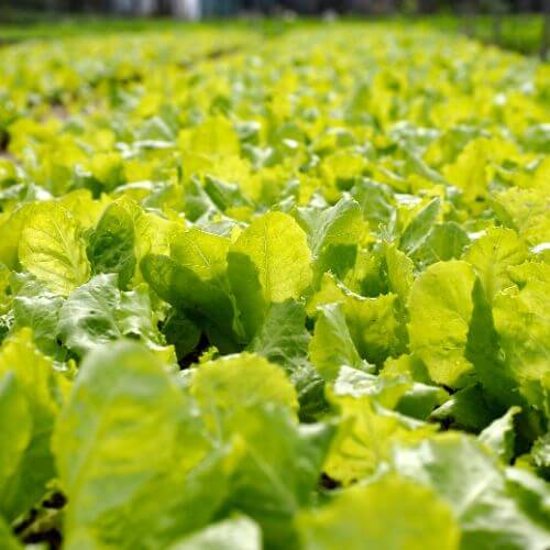 Vegetables 5x5 (14).jpg