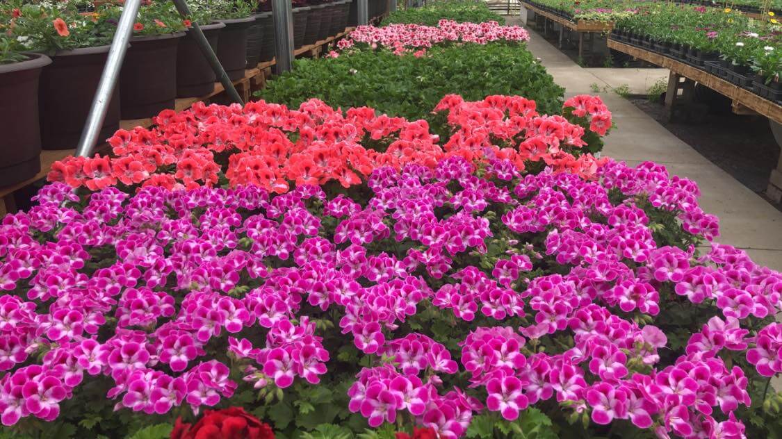 purple + pink flowers.jpg