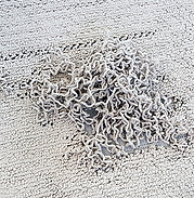 berber carpet pulls, vaccum pulls