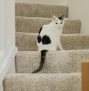 rips, tears, holes, damaged padding,gnawed carpet,digging in the doorway, cat damage, dog damage, pet damage, frayed edges, frays, pulled berber, scratches, chewed carpet, clawed carpet