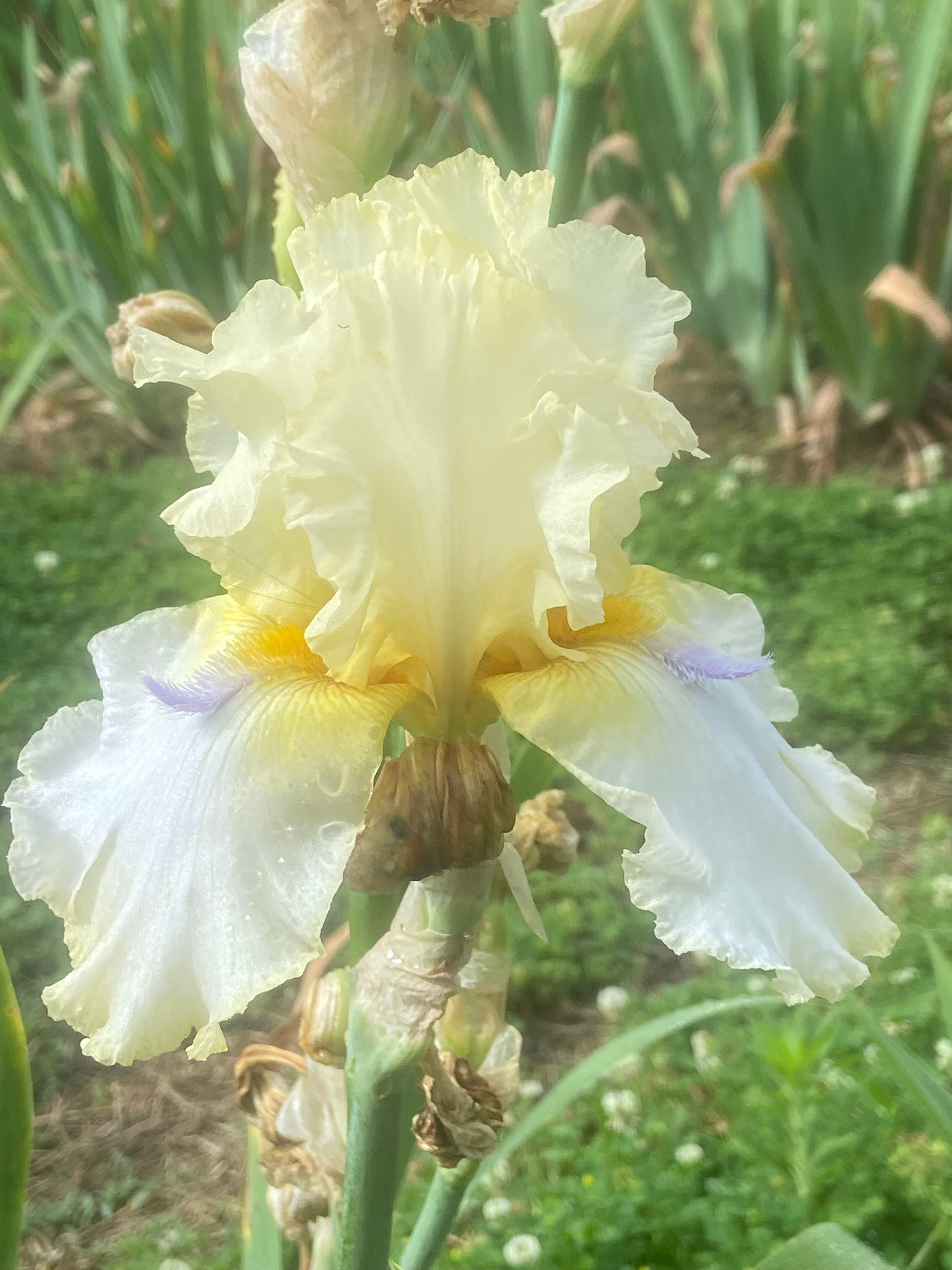 Sweet Tea And Biscuits