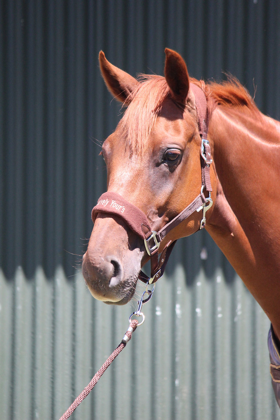 Thumbnail: Exclusively Yours halter and lead sest