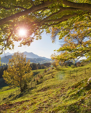iStock-Buche.jpg