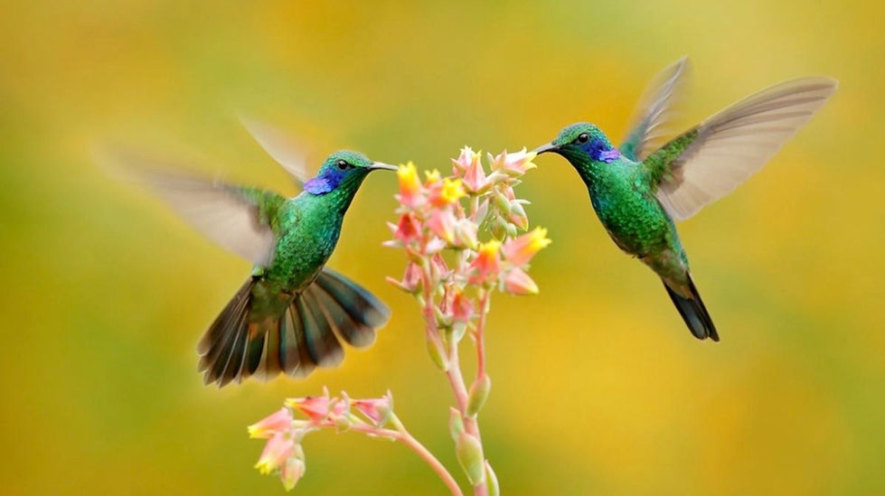Photo accueil colibris.jpg
