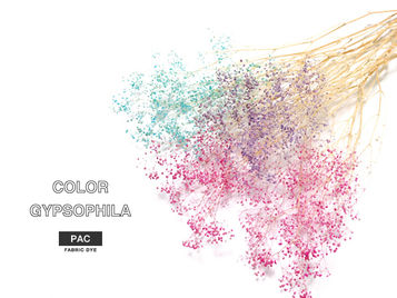 かすみ草に着色