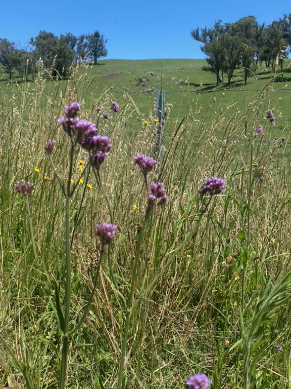 PHOTO FIELD FLOWERS.png
