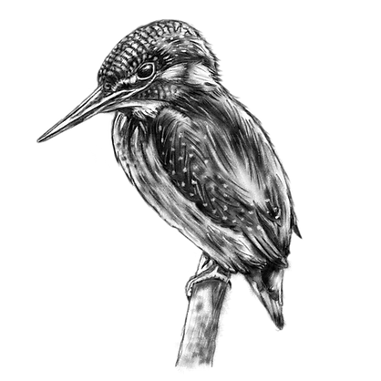 pajarito_edited_edited.png