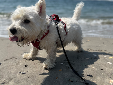Dog Days of Summer