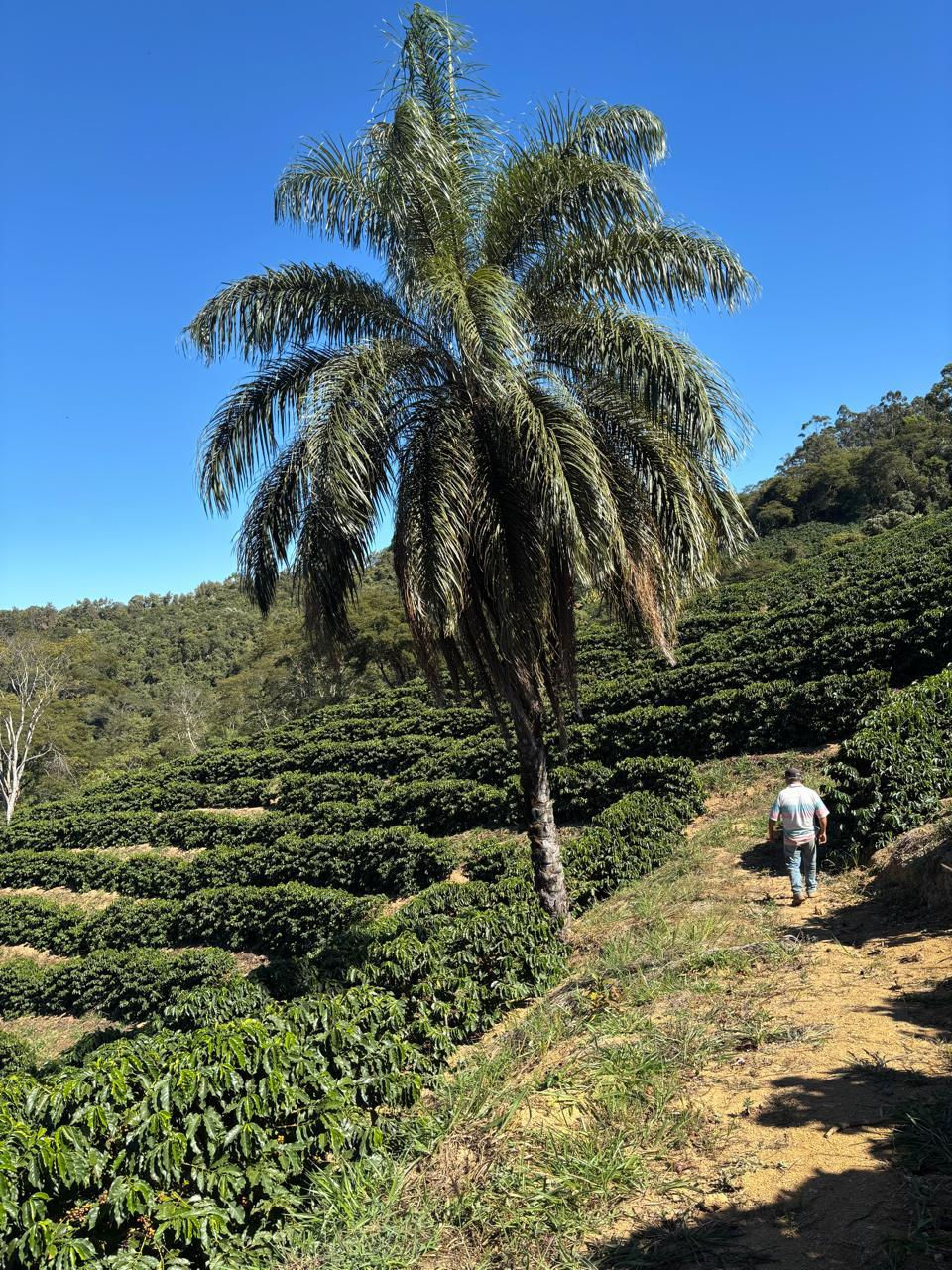 Thumbnail: Santa Rosa Single Estate 84 17/18 Brazilian Arabica Green Coffee