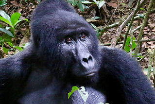 Gorille Bwindi