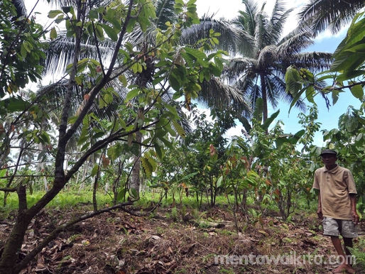 Perkebunan Masyarakat dan Kelestarian Lingkungan Siberut Terancam