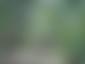 Koalisi Pembela HAM Sumbar Minta KLHK Batalkan Izin Hutan Tanaman Industri di Mentawai