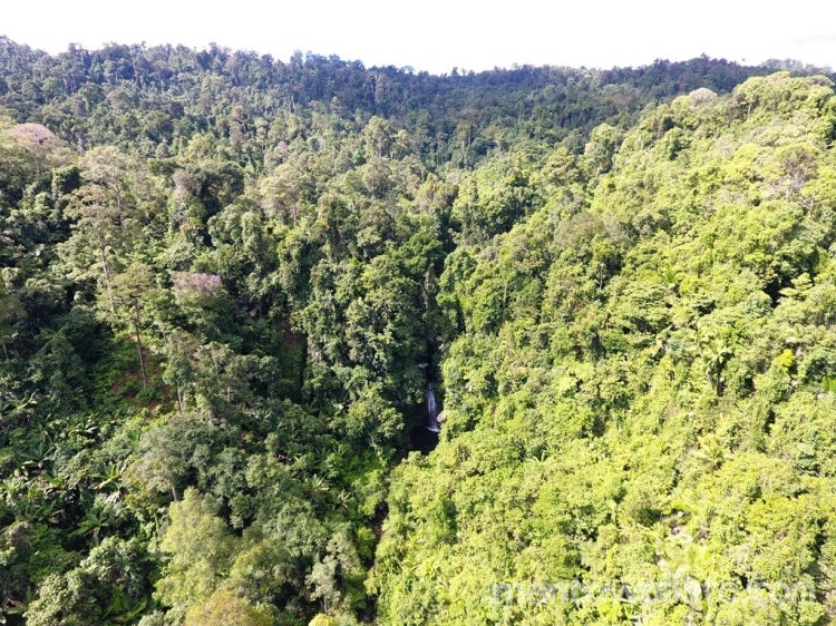 Salah satu kawasan hutan di Pulau Siberut, Mentawai. (Foto: dokumentasi YCMM)