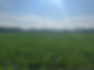 field.jpg