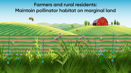 Pollinator week illustration_06112025-05