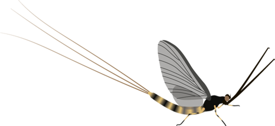 Mayfly large_PNG