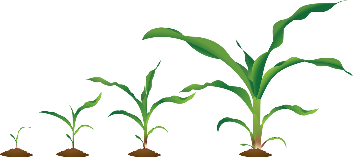 Corn stages BBCH12-18