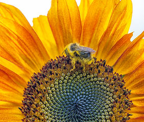 Angie-bee-bumblebee-bombus-mixtus-3057.jpg