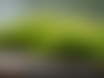 Sea Moss for Skin Care: A Natural Skin Health Booster